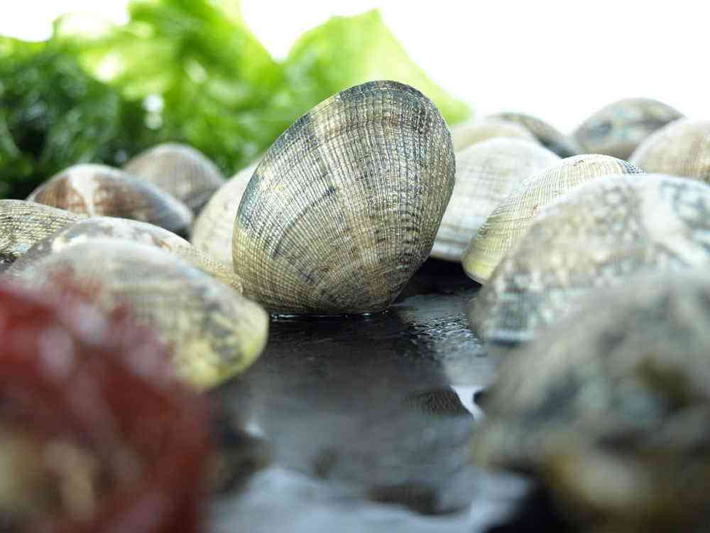 Almeja japónica