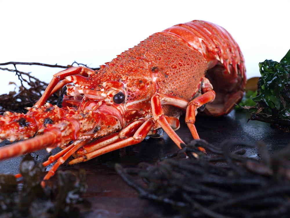Langosta roja