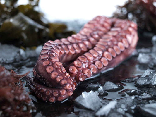 Pulpo