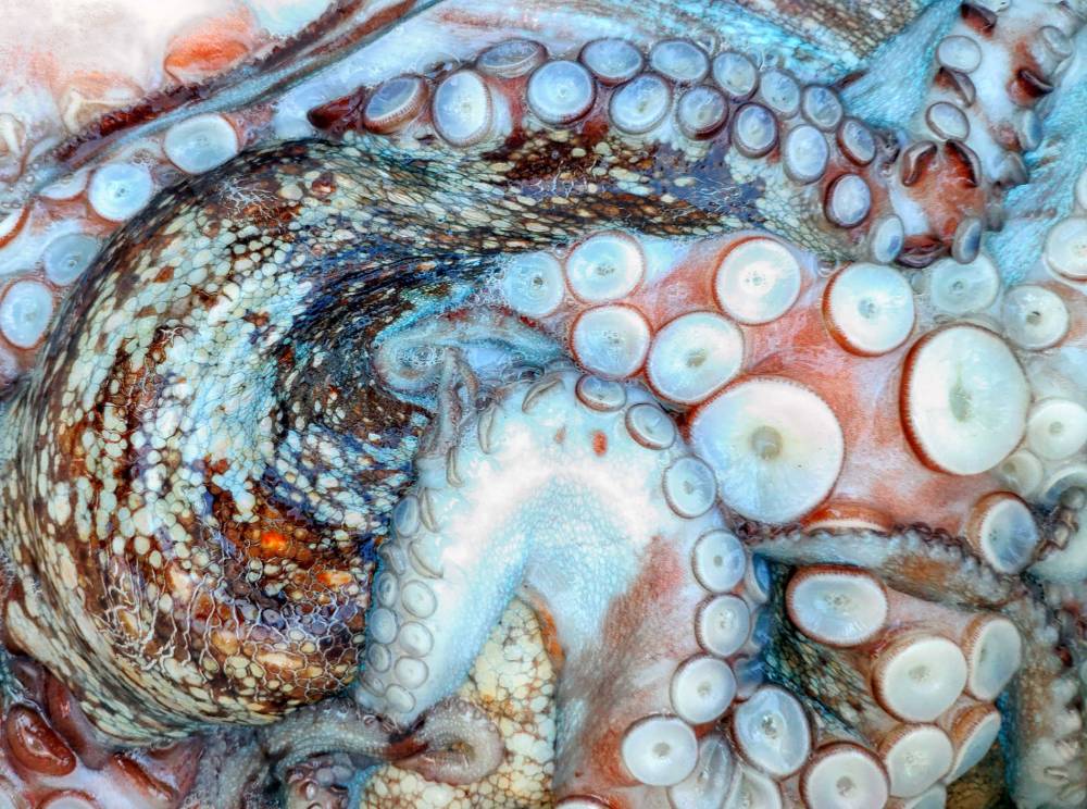 Pulpo de la ría fresco