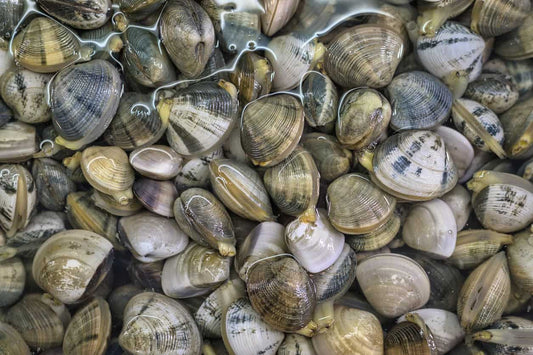Tipos de almejas gallegas: diferencias, sabor y cuál elegir - Marisco Rías Baixas
