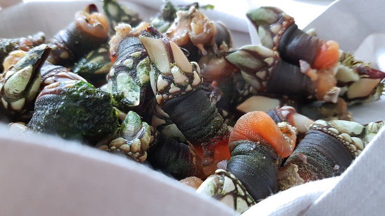 Cómo cocer percebes gallegos: la guía definitiva - Marisco Rías Baixas