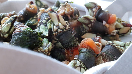 Cómo cocer percebes gallegos: la guía definitiva - Marisco Rías Baixas