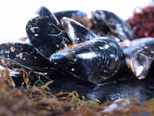 Mejillones