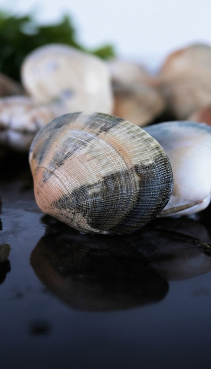 Almeja fina - Marisco Rías Baixas