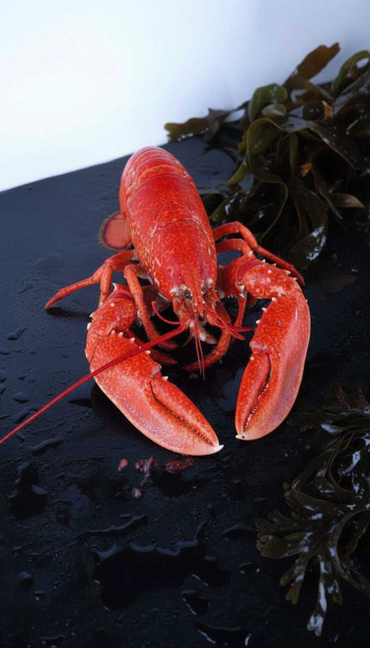 Bogavante azul