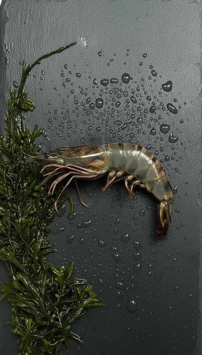 Langostino jumbo - Marisco Rías Baixas