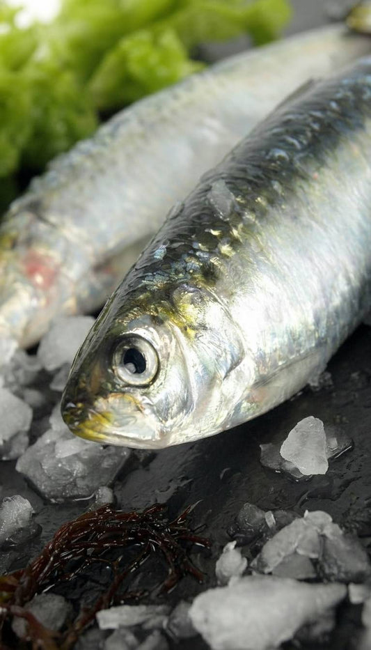 Sardinas