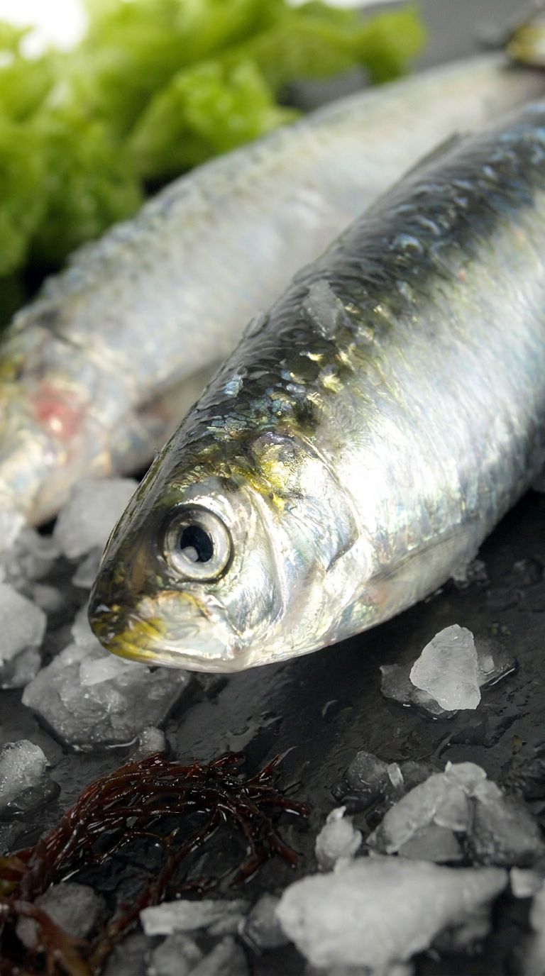Sardinas