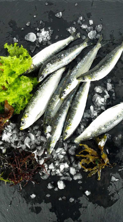 Sardinas